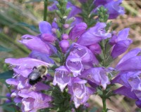 native plants 057.jpg